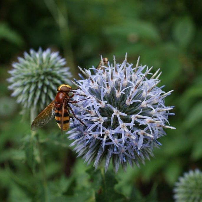 kogeldistel met wesp in de tuin. 