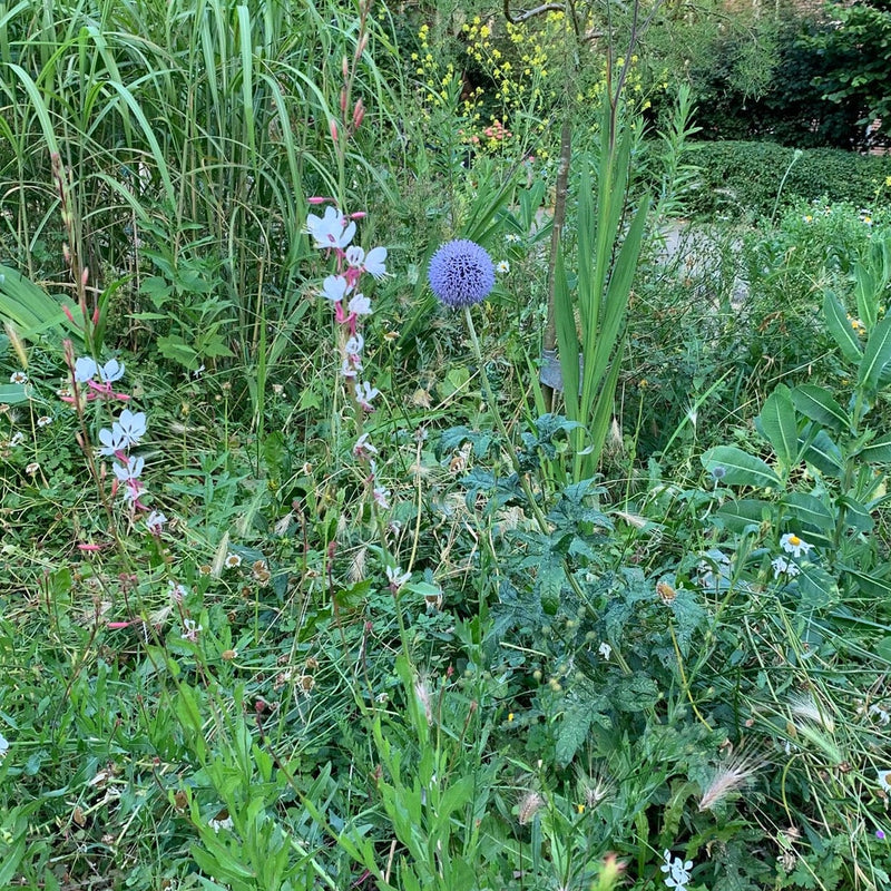 biologische geteelde kogeldistel in de tuin. 