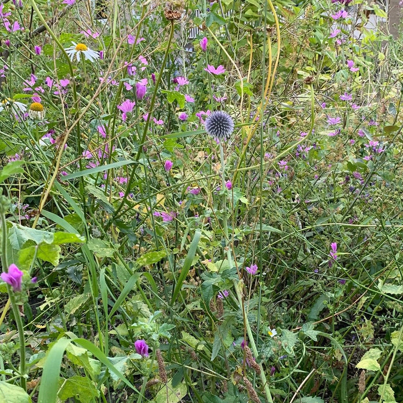 Duurzaam geteelde kruisdistel of echinops in de tuin. 