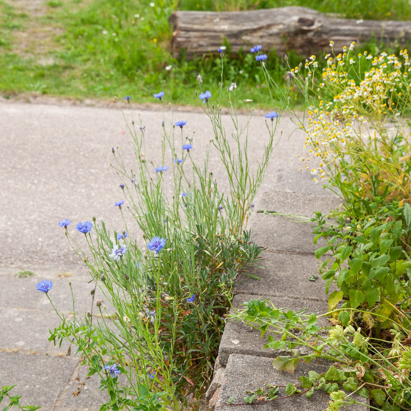 zaden van korenbloemen langs een stenen border