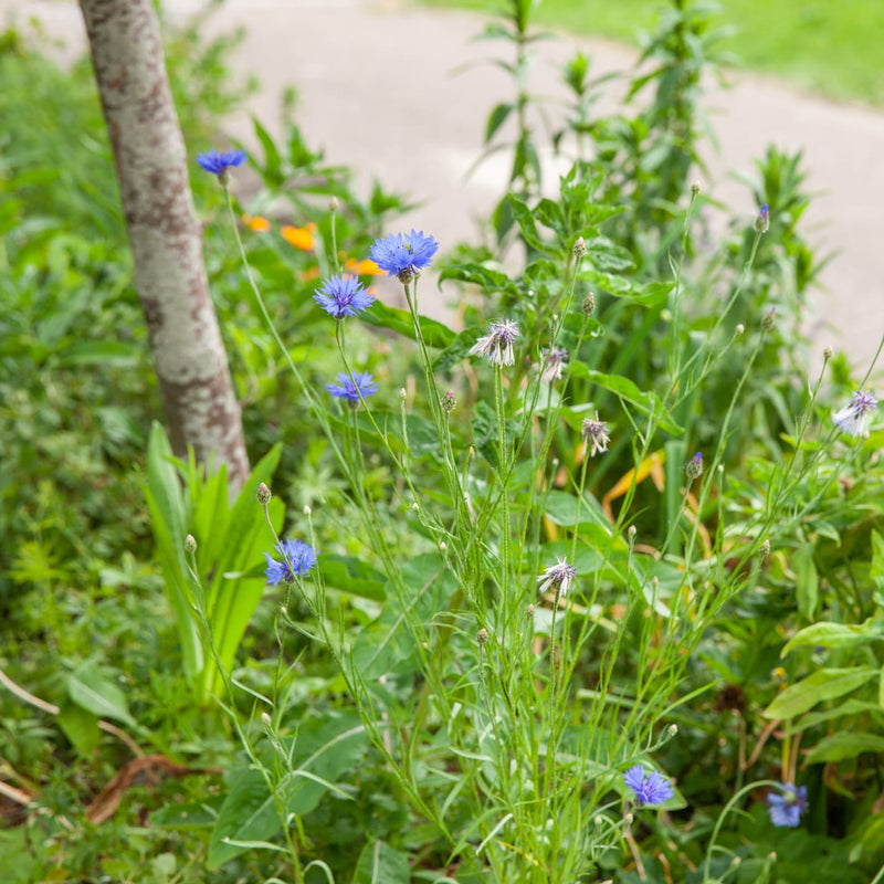 zaden van korenbloemen in een border