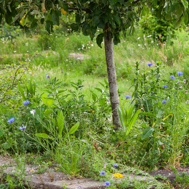 zaden van korenbloemen in een veld