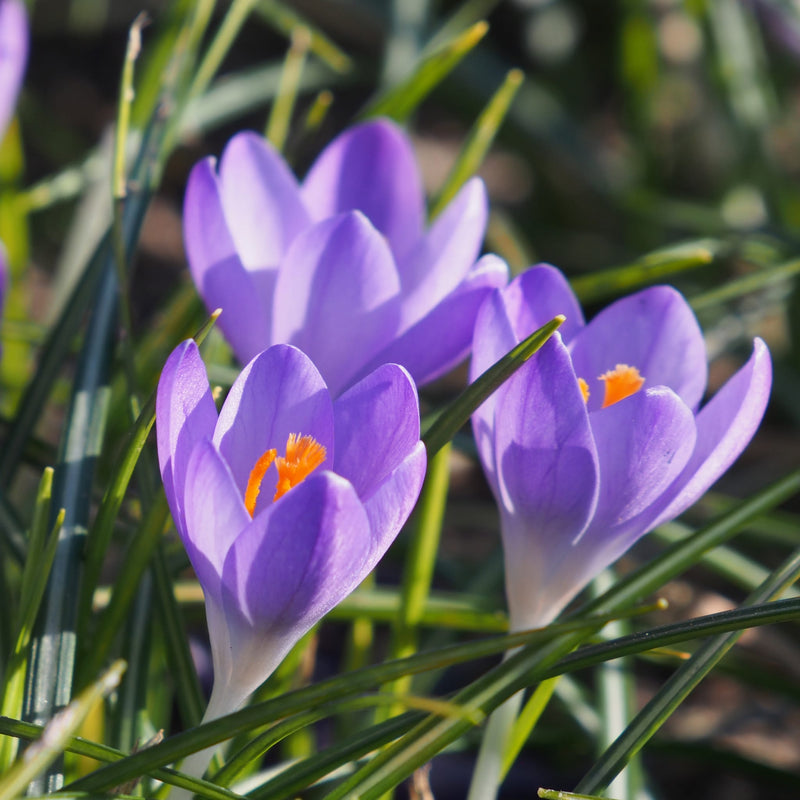 Foto van Krokus Aqua, een bloem met paarsblauwe kelk en oranje meeldraden