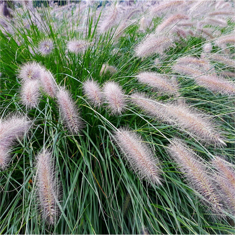 Lampepoetsersgras biologisch, ook wel Pennisetum alopecuroides Hameln in bloei met beige lange pluimen.