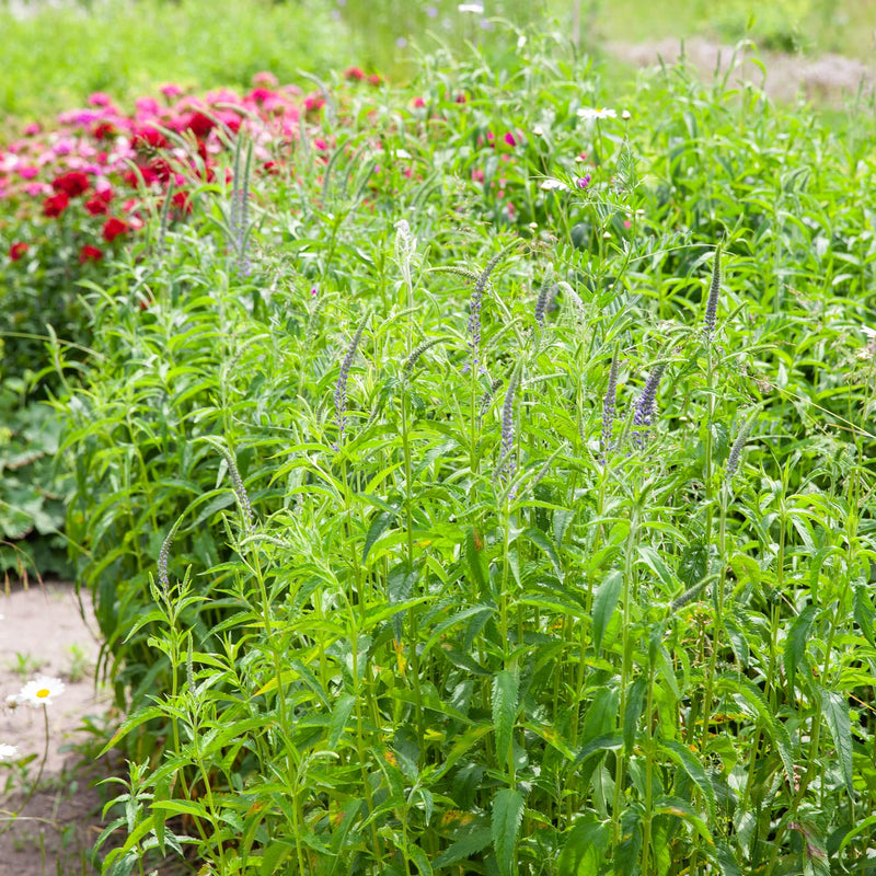 opkomende aren van de lange ereprijs in een tuin