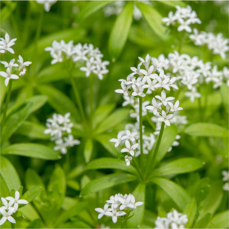 lievevrouwebedstro, groene tuinplant met kleine witte bloemetjes