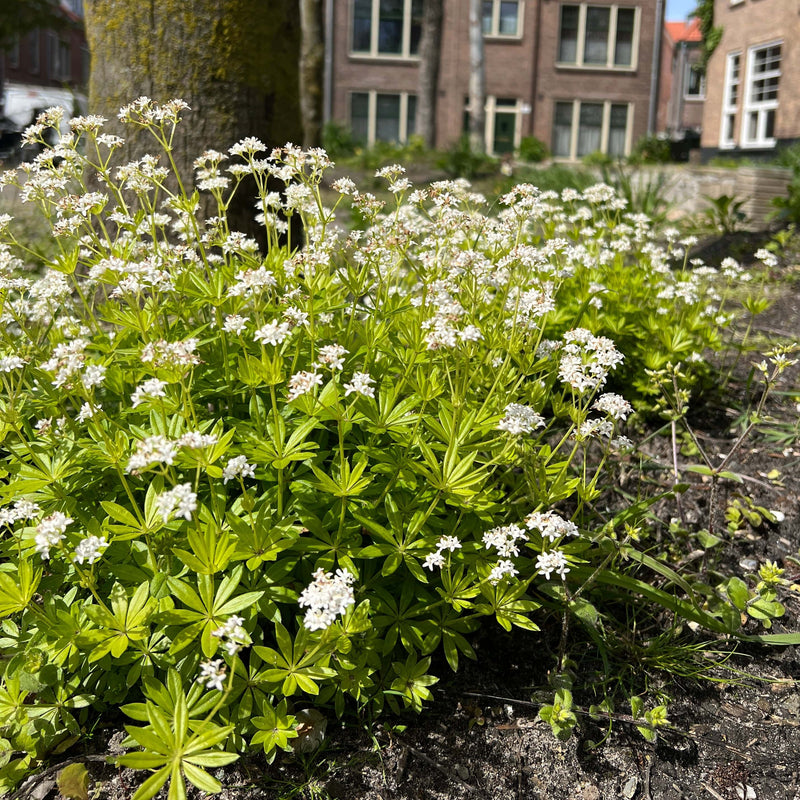 Galium in volle bloei in een boomspiegel