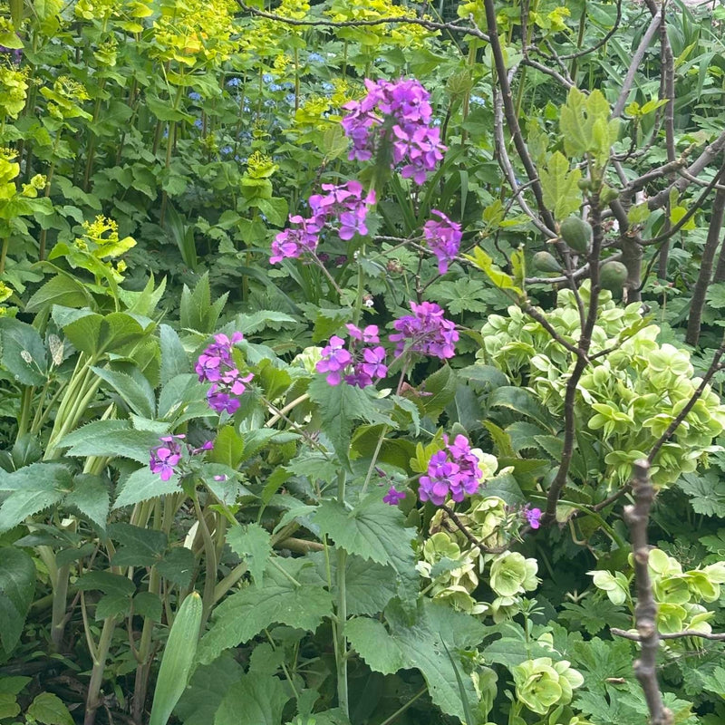 biologische judaspenning in de tuin