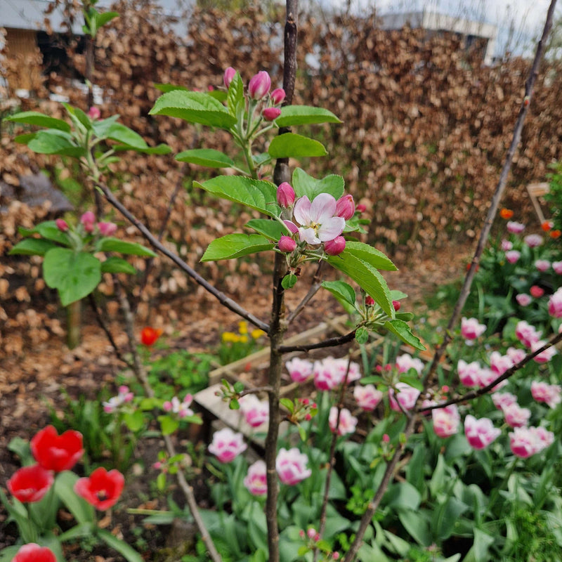 Biologische appelboom ecolette met roze bloesem
