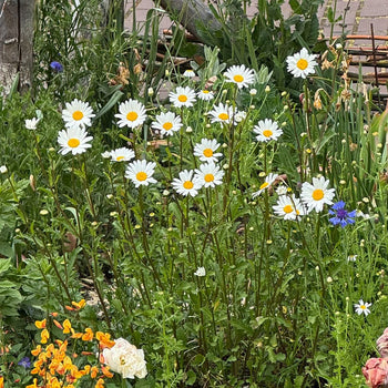 Margriet Maikönigin