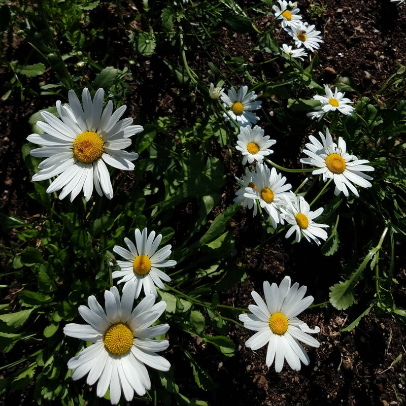 Wit met gele magriet maikoningin met gr grote bloemen. 