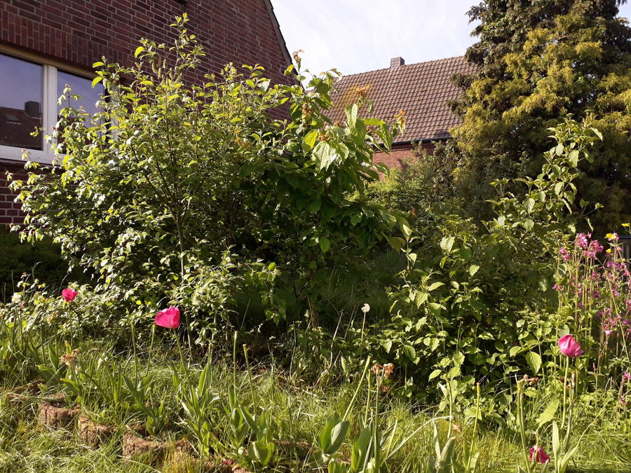 Marion's Tuiny tuin
