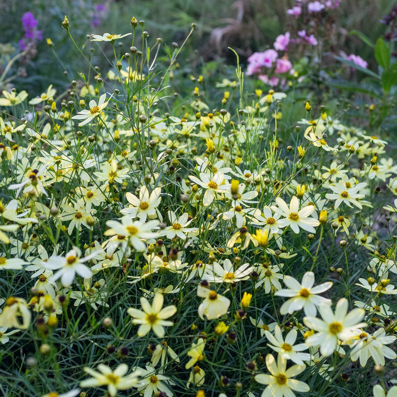 Coreopsis moonbeam in zacht gele kleur. 
