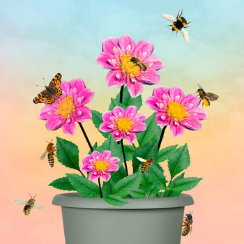 Moederdag Dahlia in pot