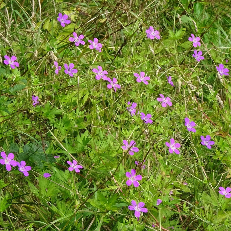 Duurzaam gekweekte moerasooievaarsbek op natte grond