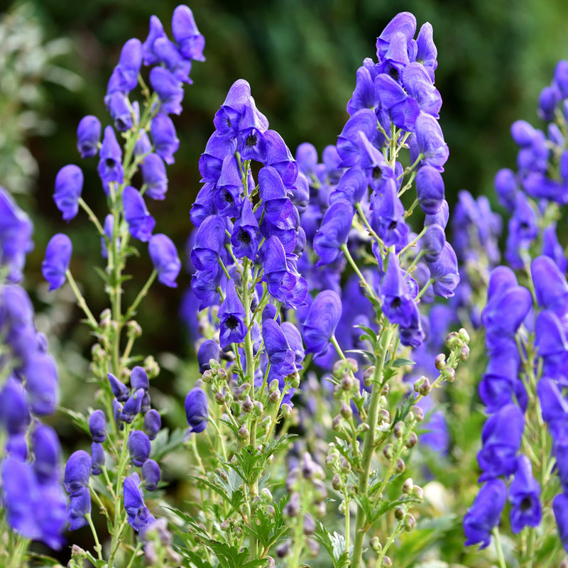 Biologische monnikskap, grote paars-blauwe bloemen met kelken