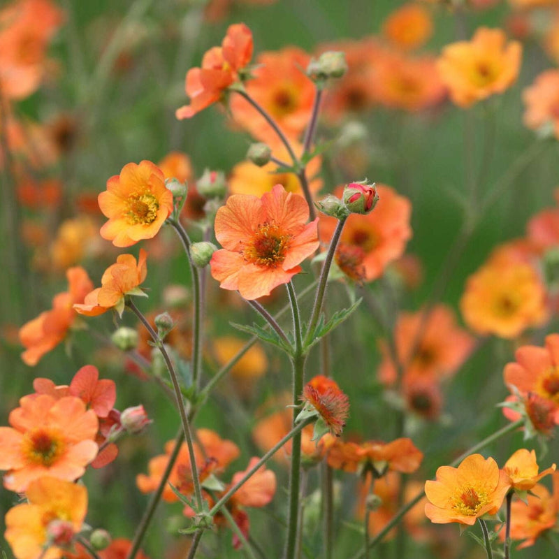 Nagelkruid met oranje bloemen, deze groeit hoger dan de meeste en is biologisch gekweekt. 