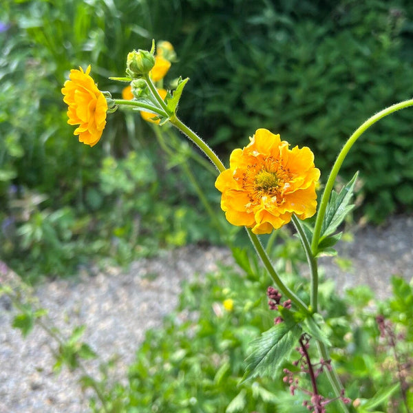 Nagelkruid Lady Stratheden