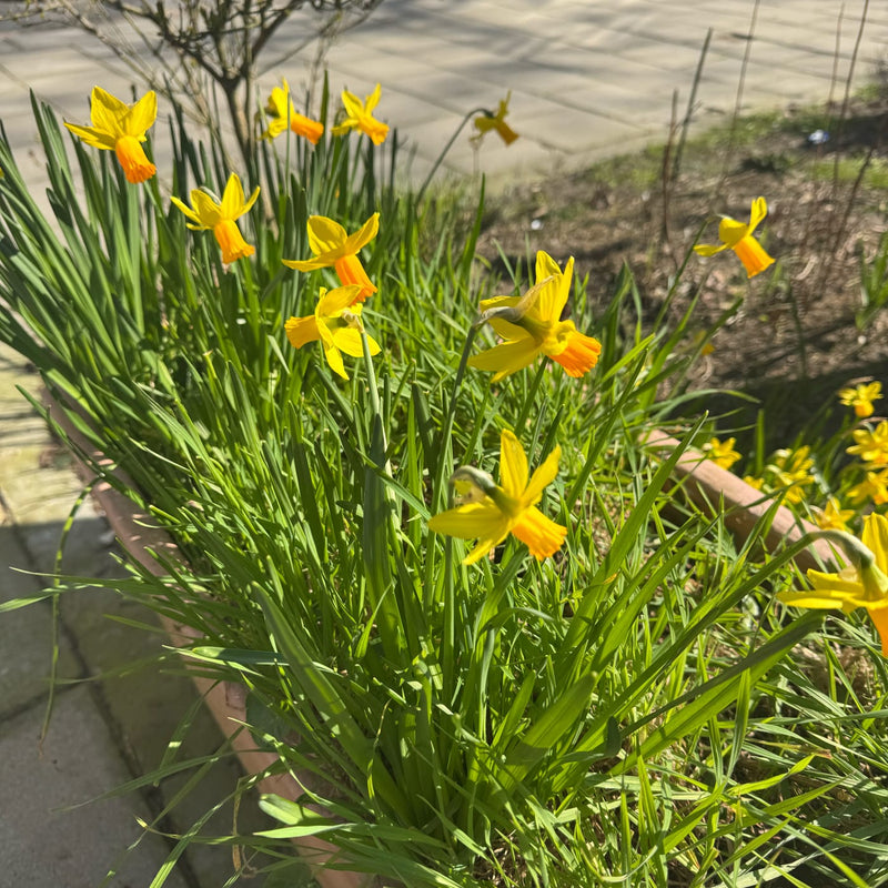 een bloembak met daar in gele bloemen en een oranje hart.
