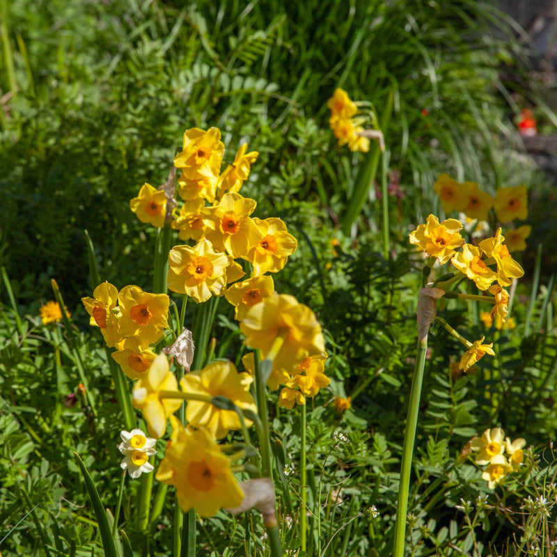 Gele, duurzaam gekweekte narcis Martinettein volle bloei. 