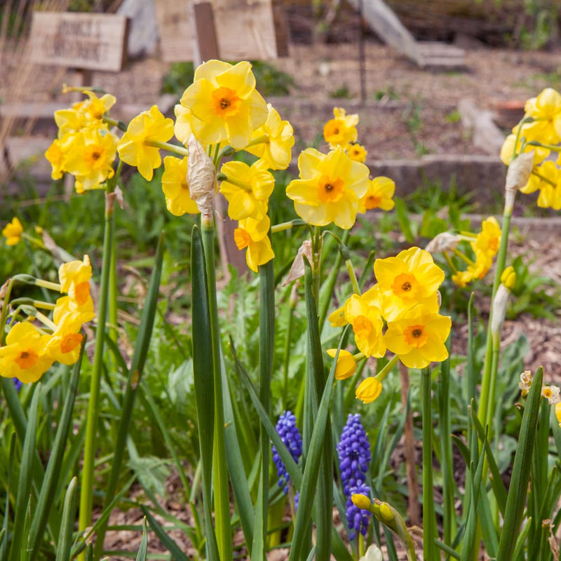 duurzaam geteelde narcis met gele bloembladen en een donker geel hart die trosjes op hun steel staan