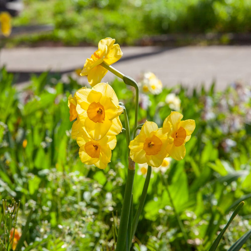 narcis met tros van bloemen met gele bloembladen en een donker geel hart  een tuin