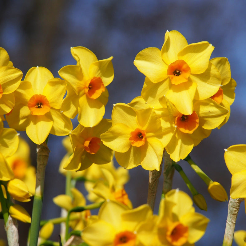 Narcis Martinette