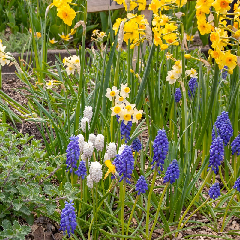 duurzaam geteelde narcis met lichtgele laderen en een geel hart in een border