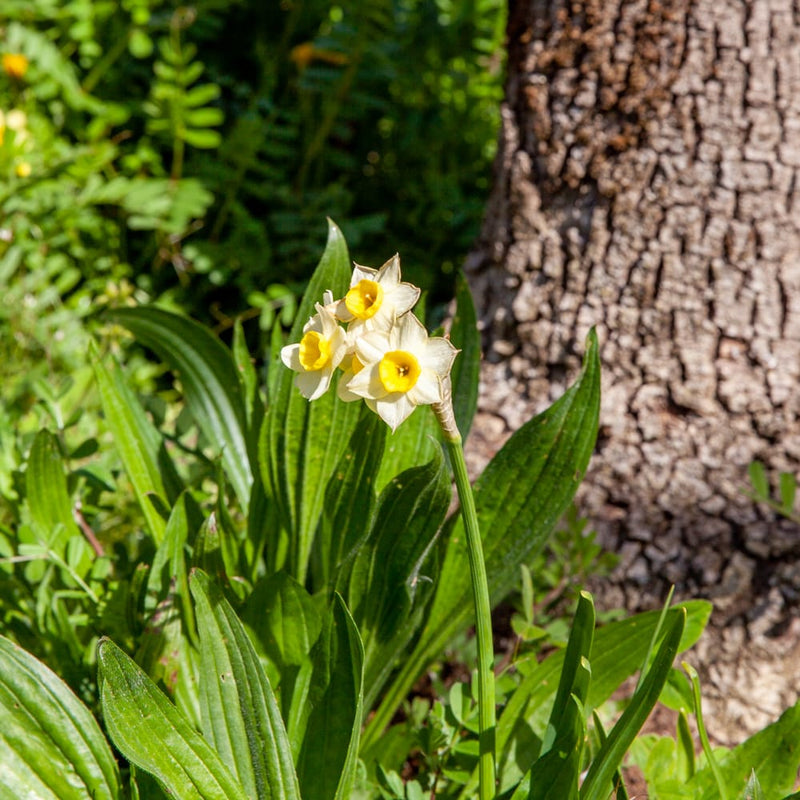 narcis met bloemen in een tros met lichtgele bladeren en geel hart in een tuin