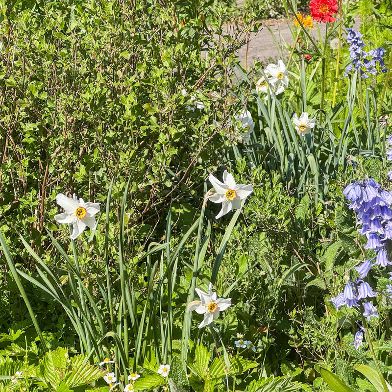 narcis met witte bloem in een border en geel hart met rode rand