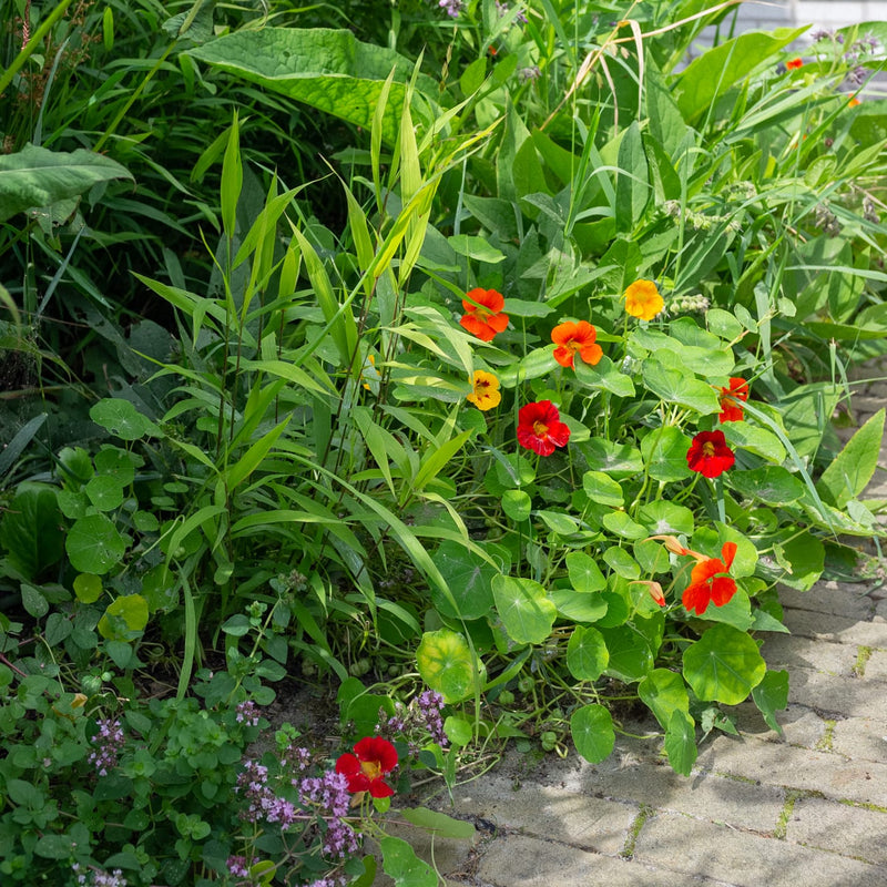 oost Indische kers rode oranje en gele bloemen met groen rond blad tussen planten in een border