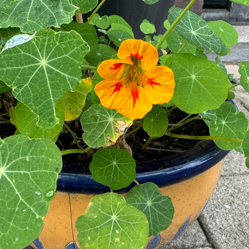 Oost indische kers close up bloem in pot