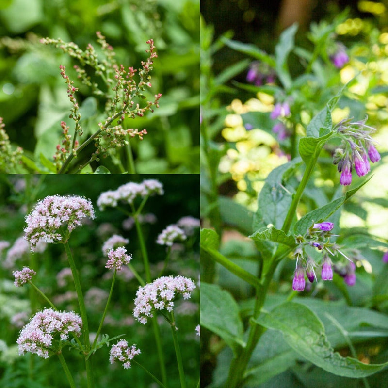 Oppepper bodem, compilatie van drie biologische tuinplanten met paarse en roze bloemen