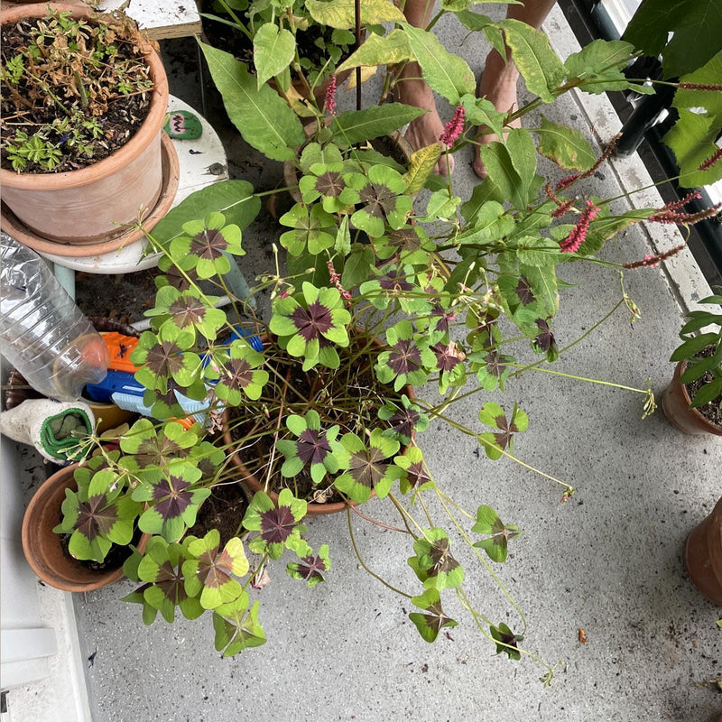 oxalis-iron-cross in pot op een balkon