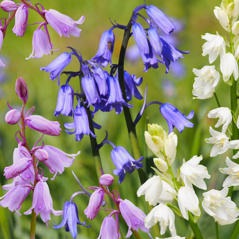 roze, blauwe en witte hyacinten
