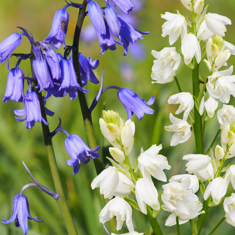 Mix van blauwe en witte Spaanse hyacinten