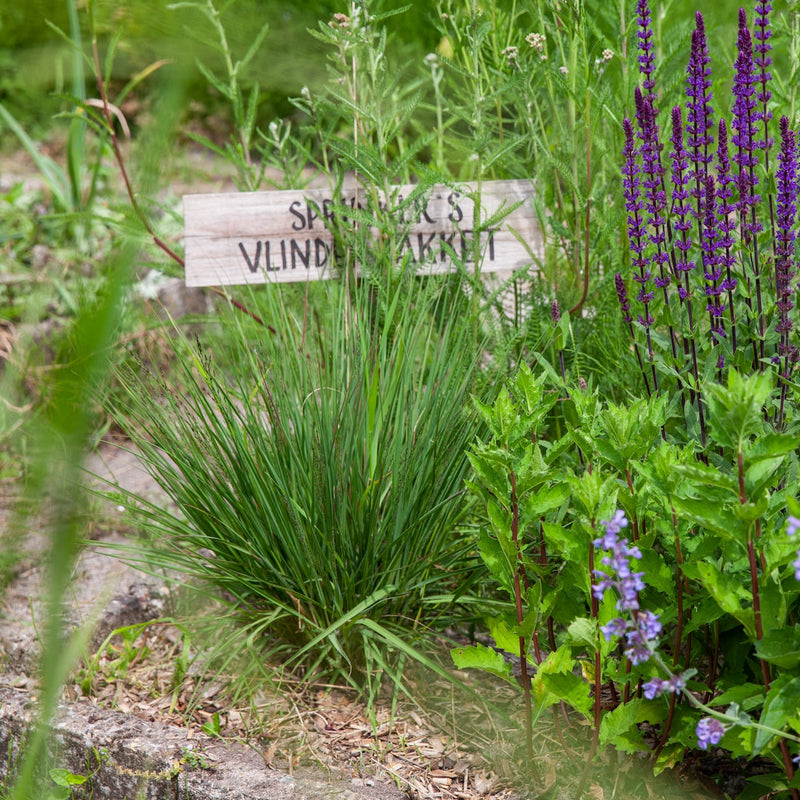 pijpestrootje in een vlinderpakket in een border