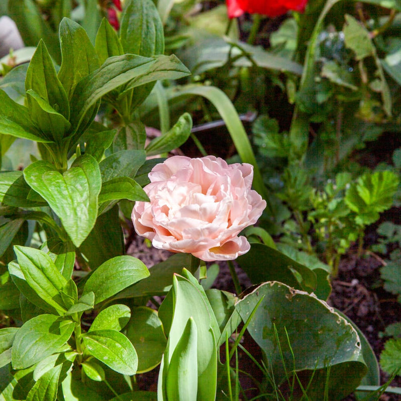 tulp met grote bloem in zacht roze in een tuin