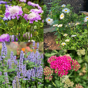 Pluktuin Paarse Pracht