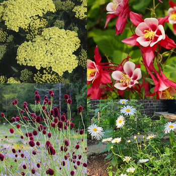 Pluktuin Zwoele Zomer