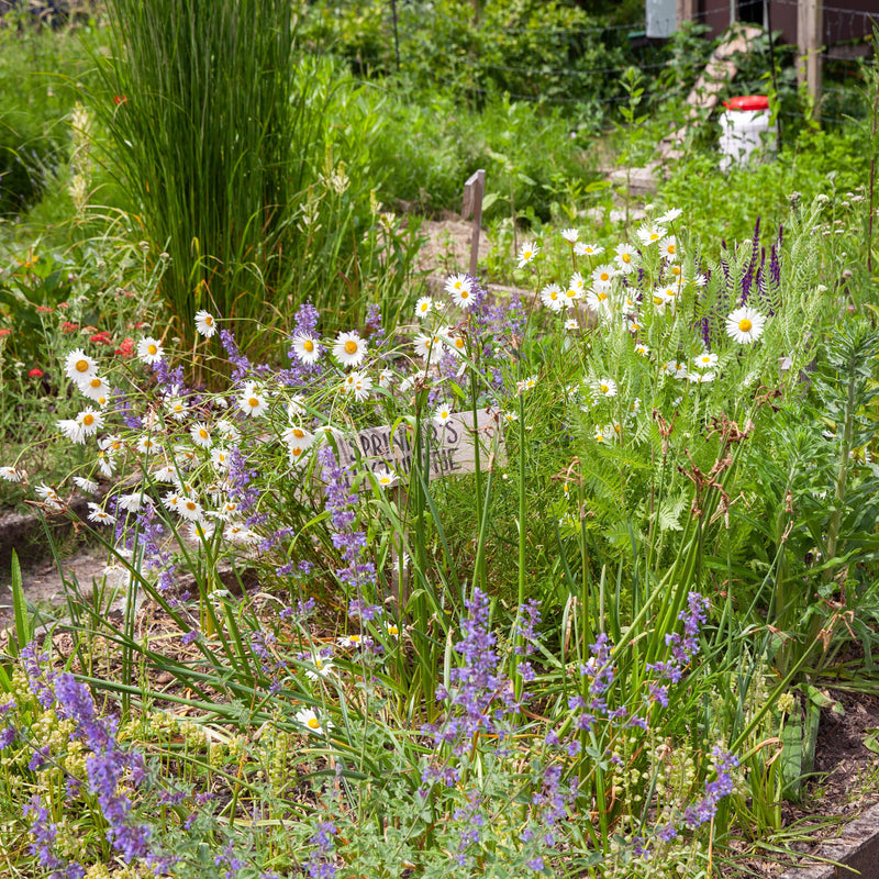 margrieten in een border