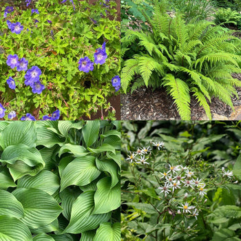 Pottentuintje Schaduw