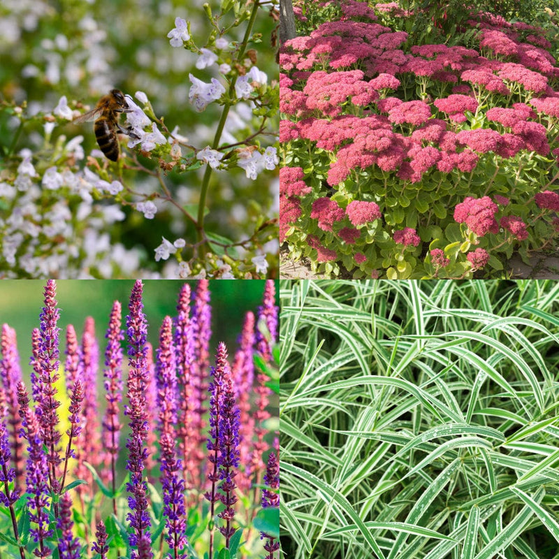 compilatiebeeld van biologische planten voor pottentuintje zon