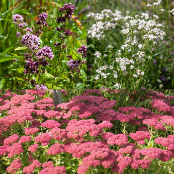 Pottentuintje zweefvliegen