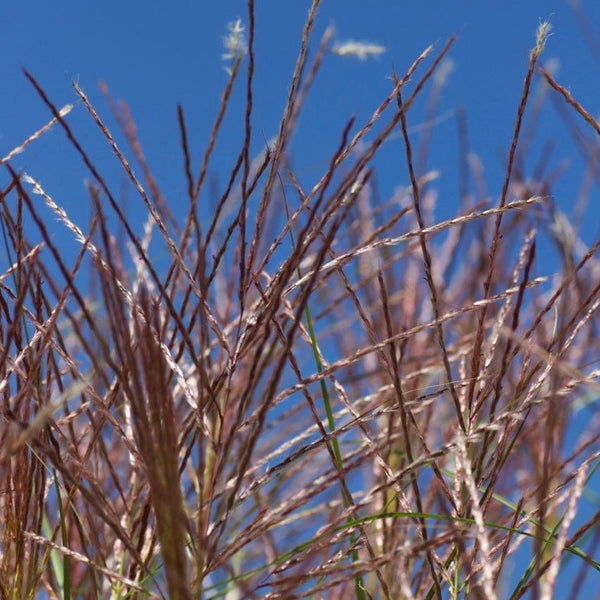 Pluimen wollig beige prachtriet, dansend boven groene grasstengels