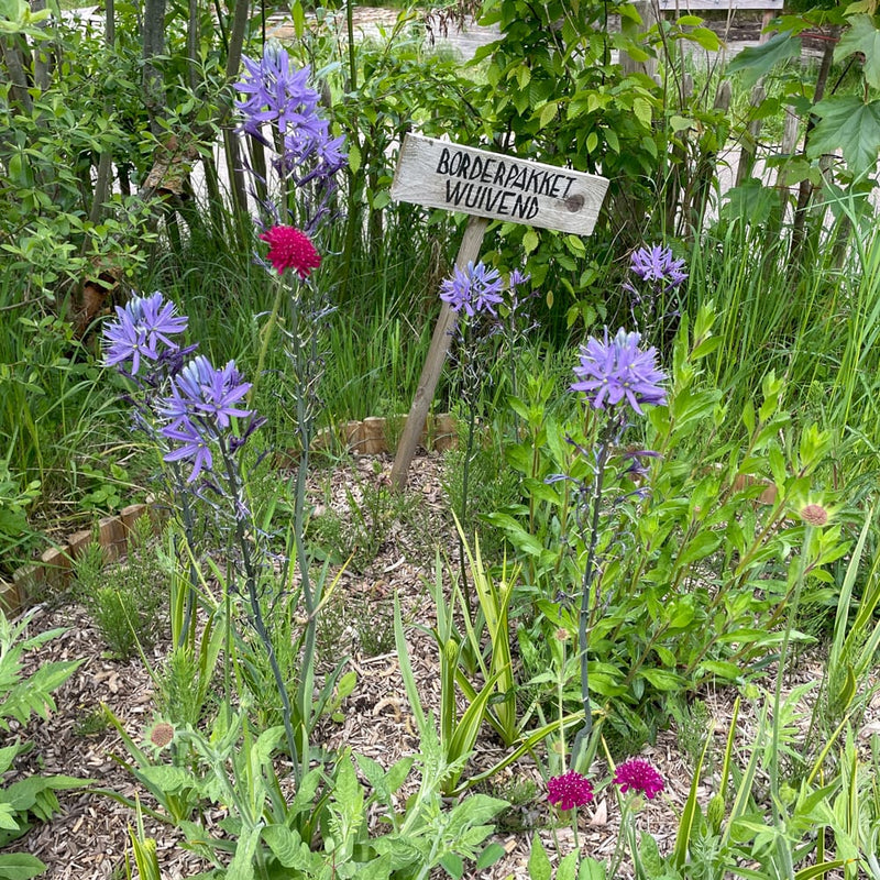 lange paarse bloemen in verschillende stadia van bloei in een border
