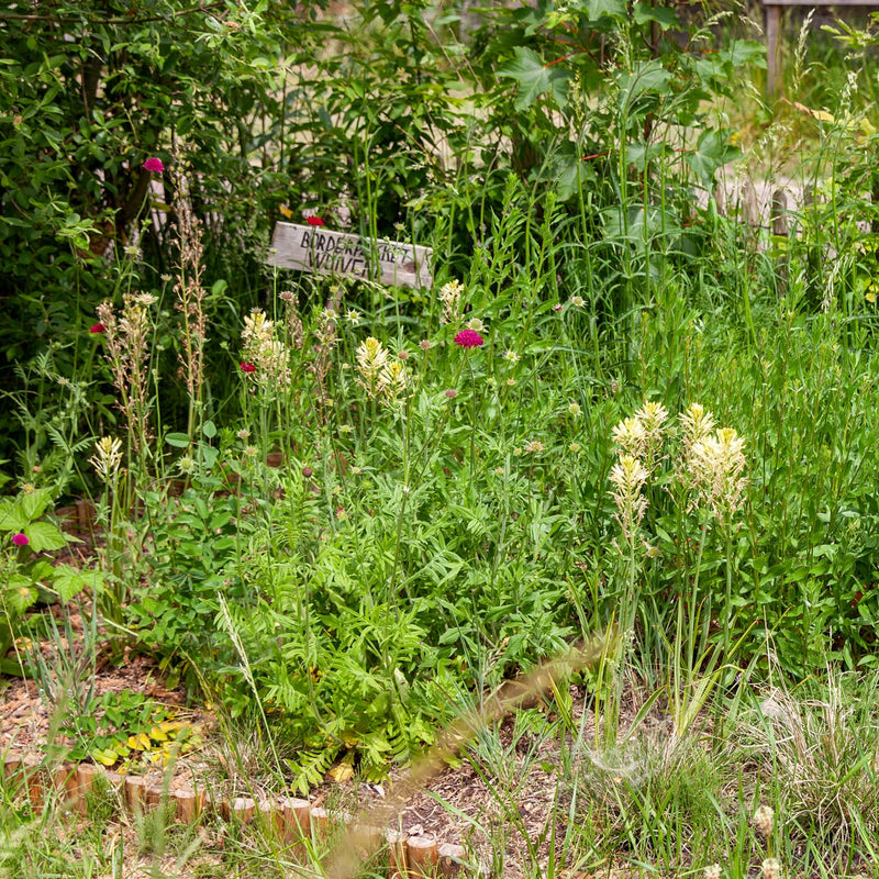 ver gevorderde Bloeiende prairielelies in de tuin, met witte bloemen. 