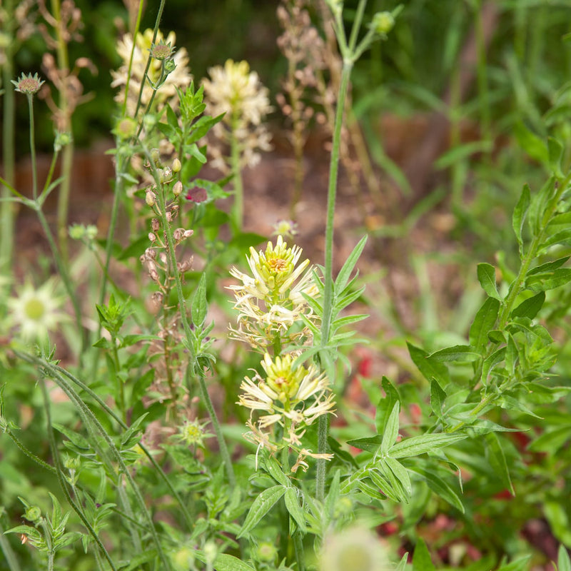 Bloeiende prairielelie in de tuin, met witte bloemen. 