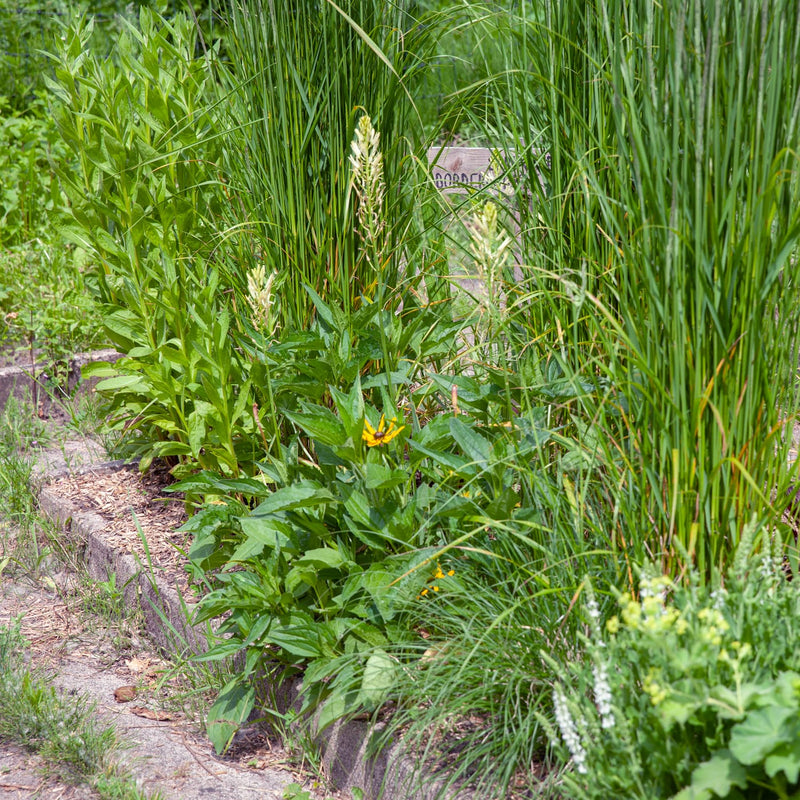 witte prairielelies in een border