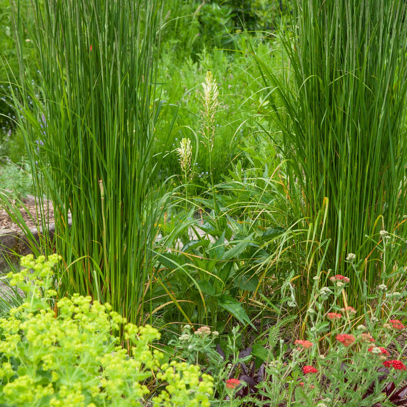 witte prairie lelies in een border